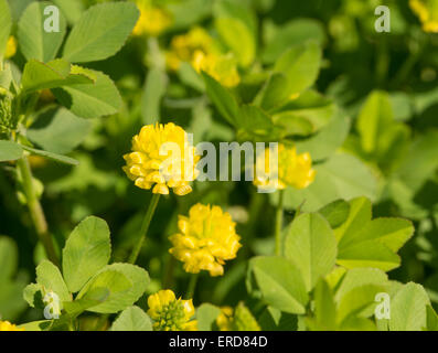 Trifolium aureum, Golden Clover flower in spring sunshine Stock Photo