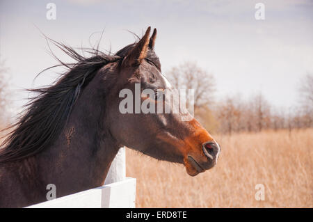 Dark bay Arabian horse looking over a white board fence on a sunny winter day with his mane blowing in the wind Stock Photo