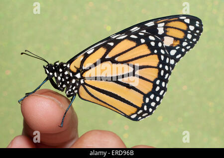 Monarch butterfly resting on a finger Stock Photo