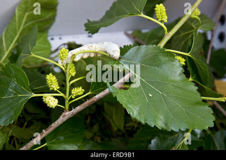 Silkworm eating a white mulberry leaf Stock Photo