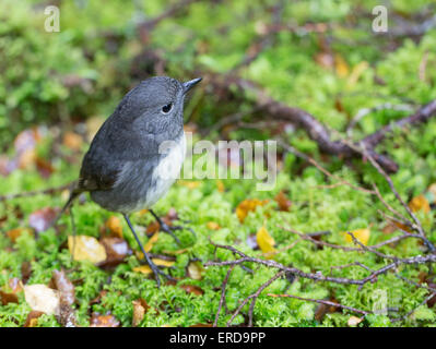 New Zealand Robin Petroica australis on mossy woodland floor in South Island New Zealand Stock Photo