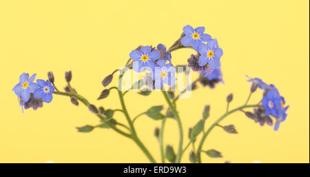 Beautiful blue Forget-me-not flowers on yellow Stock Photo