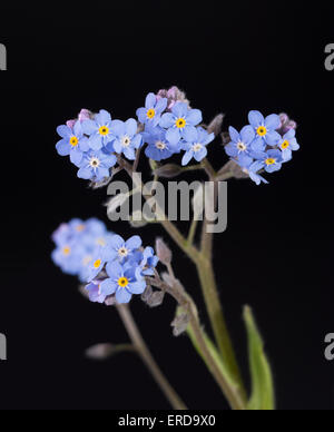 Tiny blue Forget-me-not flowers against dark background Stock Photo