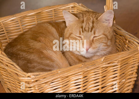 Orange tabby cat happily sleeping in a wicker basket Stock Photo