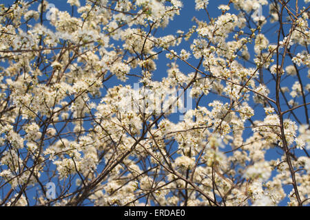 Wild plums blooming with clusters of white blooms against blue spring sky, spreading pollen in the air Stock Photo