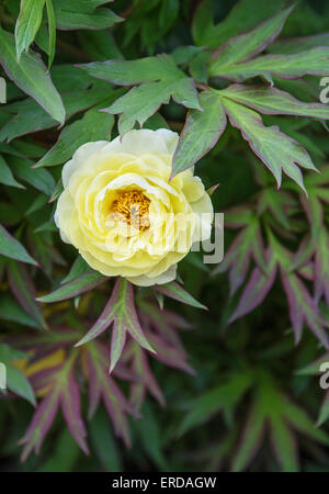 Elegant flower and foliage of a yellow tree peony in an English garden in early spring UK Stock Photo