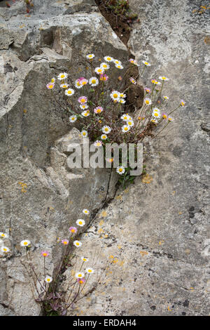 Mexican Fleabane Erigeron karvinskianus is a garden escape in the UK that grows happily on coastal cliffs in south of England Stock Photo