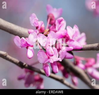 Closeup of Eastern Redbud tree's tiny blooms in spring Stock Photo