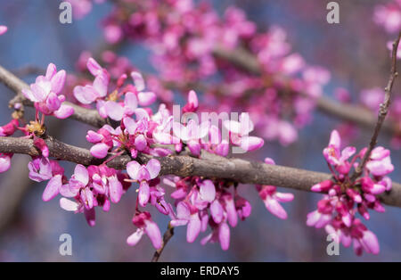 Pink flowers on Eastern Redbud tree in early spring Stock Photo