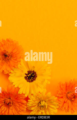 Several fresh medicinal calendula or marigold flowers arranged on orange background with copy space Stock Photo
