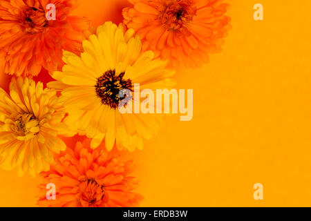 Several fresh medicinal calendula or marigold flowers arranged on orange background with copy space Stock Photo