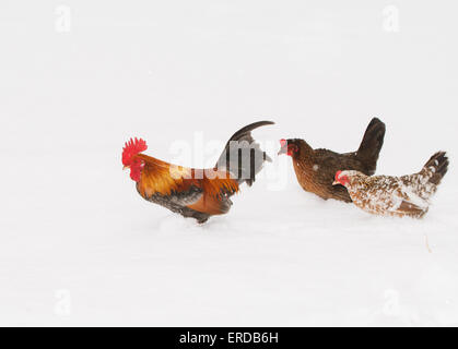 Rooster walking through deep snow with two hens, in snowfall Stock Photo