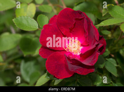 Deep red old style rose in the garden Stock Photo