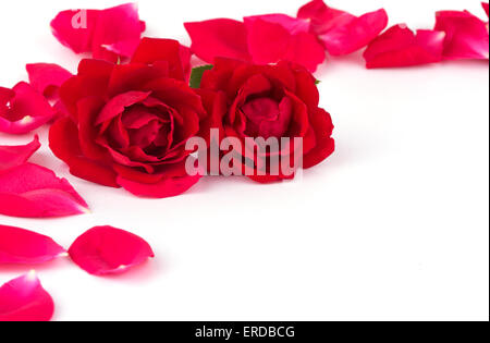 Two roses with scattered rose petals, on white background with copy space Stock Photo