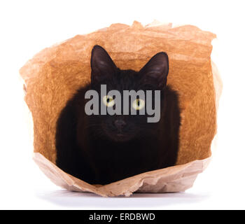 Cute black cat peeking out of a brown paper bag, on white
