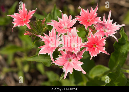 Beautiful salmon and white Star Phlox flower in spring sun Stock Photo