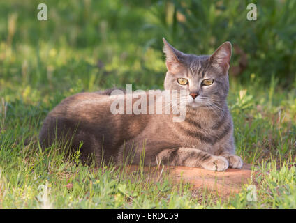 Blue tabby cat in a partial shade in spring Stock Photo