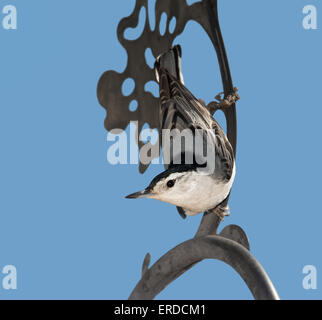 White-breasted Nuthatch hanging down, looking at the viewer, against clear blue winter sky Stock Photo