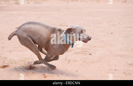 Weimaraner dog running full speed in sand Stock Photo