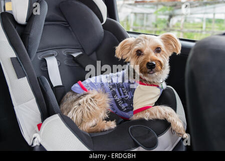 A Yorkshire Terrier wearing a purple shirt and colorful collar sitting in a child's car seat. Stock Photo