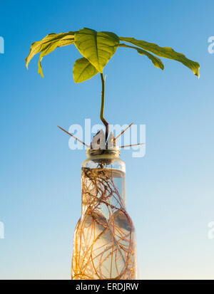 Avocado plant grown from stone in jar of water. Sustainable living, sustainable lifestyle concept Stock Photo
