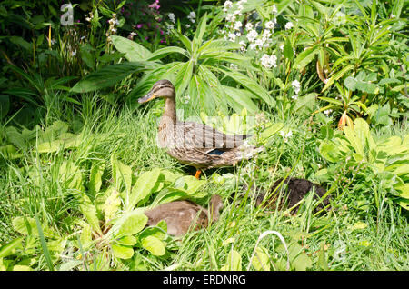 Female Mallard duck have distinct iridescent purple blue speculum feathers edged with white Stock Photo