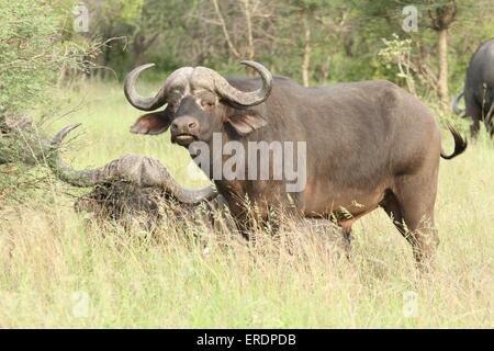 African cape buffalos Stock Photo