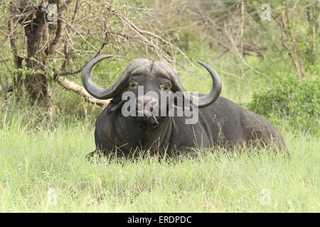 African cape buffalo Stock Photo