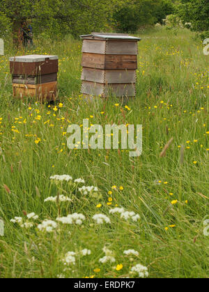 Two beehives situated in a wild flower meadow with buttercups and other wild flowers Stock Photo