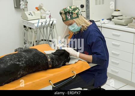 at veterinarian Stock Photo