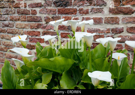 Spathiphyllum Peace Lily plants in the family Araceae, Stock Photo