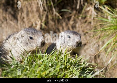 Alpine marmots Stock Photo