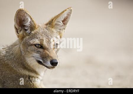 Argentine fox portrait Stock Photo