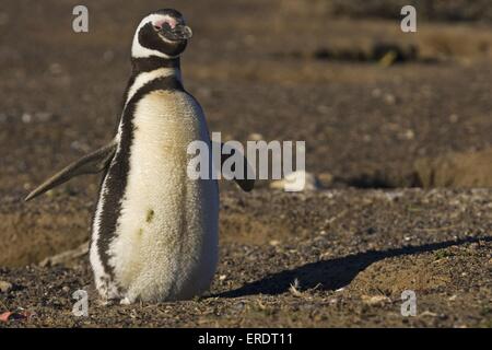 Magellanic penguin Stock Photo