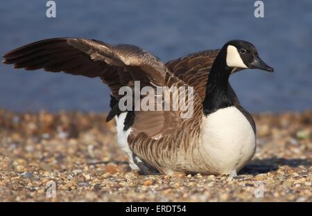 Canada goose Stock Photo