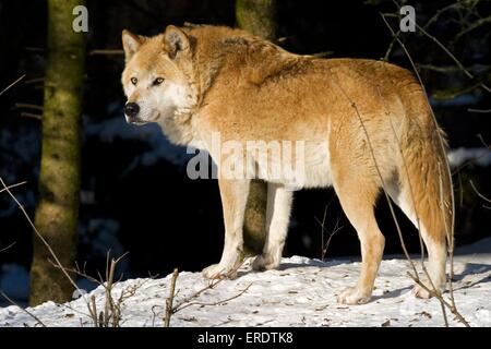 standing European wolf Stock Photo