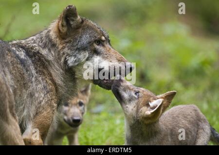 European wolfs Stock Photo