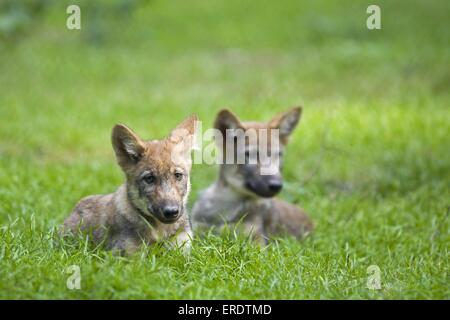 lying European wolf cubs Stock Photo