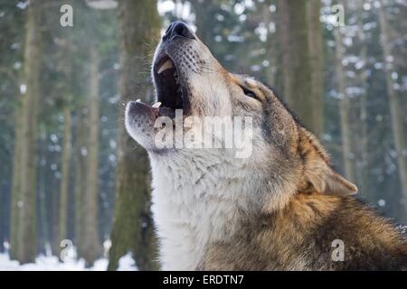 howling European wolf Stock Photo
