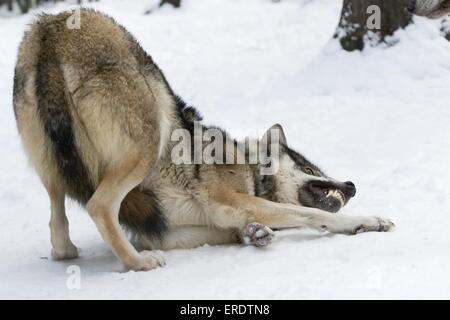 European wolf Stock Photo