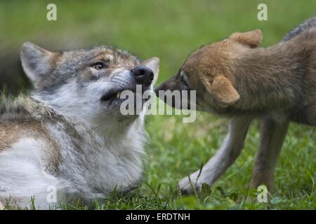 European wolfs Stock Photo