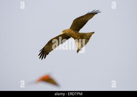 black kite Stock Photo