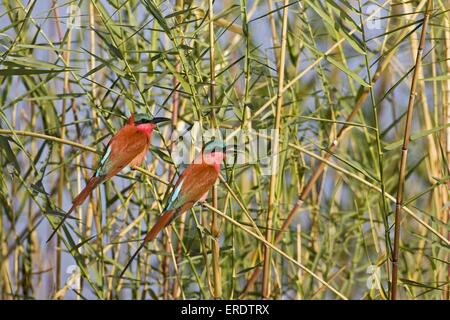 Southern Carmine Bee-eater Stock Photo