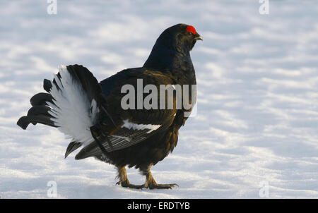Male Black Grouse standing in snow displaying