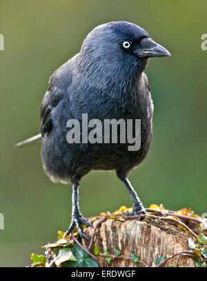 JACKDAW Corvus monedula smaller member of the crow family, an intelligent omnivorous bird Stock Photo