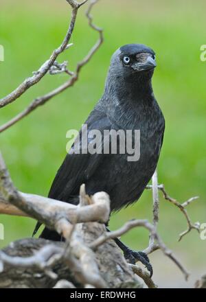 JACKDAW Corvus monedula smaller member of the crow family, an intelligent omnivorous bird Stock Photo