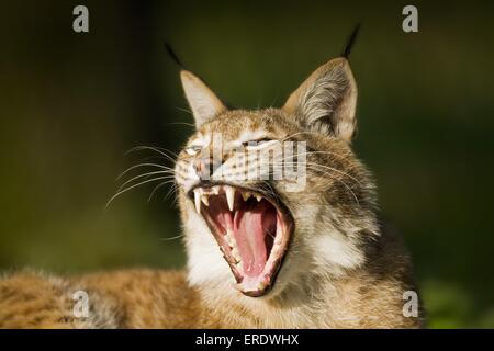 European lynx Stock Photo