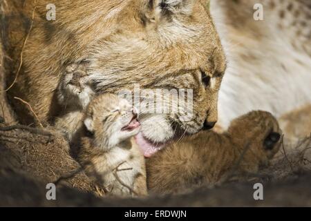 European lynx Stock Photo