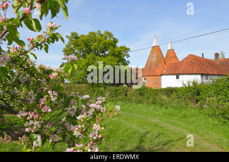 Springtime in Kent, apple blossom and Oast house, England, UK. Traditional Kent countryside scene. Stock Photo