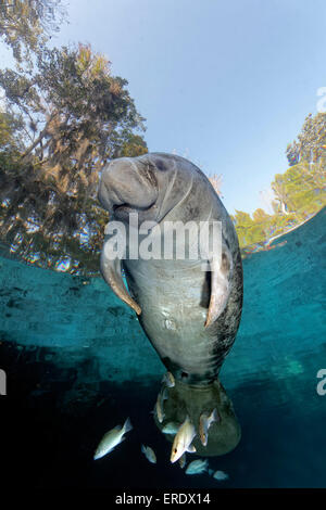 West Indian manatee or sea cow (Trichechus manatus), with reflection, Three Sisters Springs, Manatee Reserve, Crystal River Stock Photo